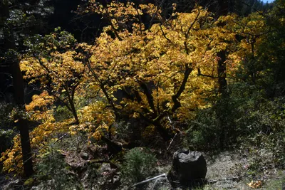 DSC_6453 (Large).JPG